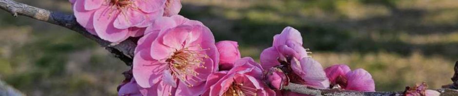 岡山のゲイバーレインボームーン -RainbowMoon-